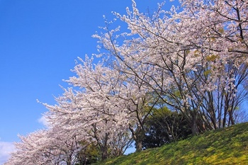 cherry-blossom_00400.jpg